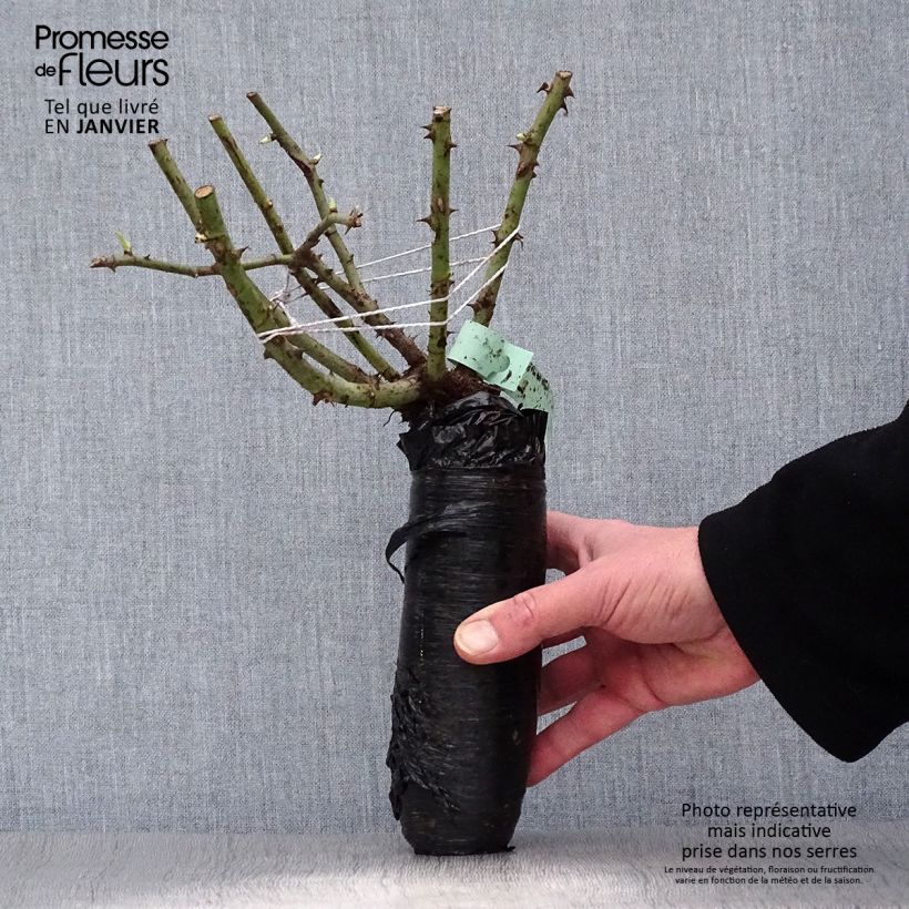 Example of Rosier grimpant Pierre de Ronsard Racines nues en motte as you get in hiver