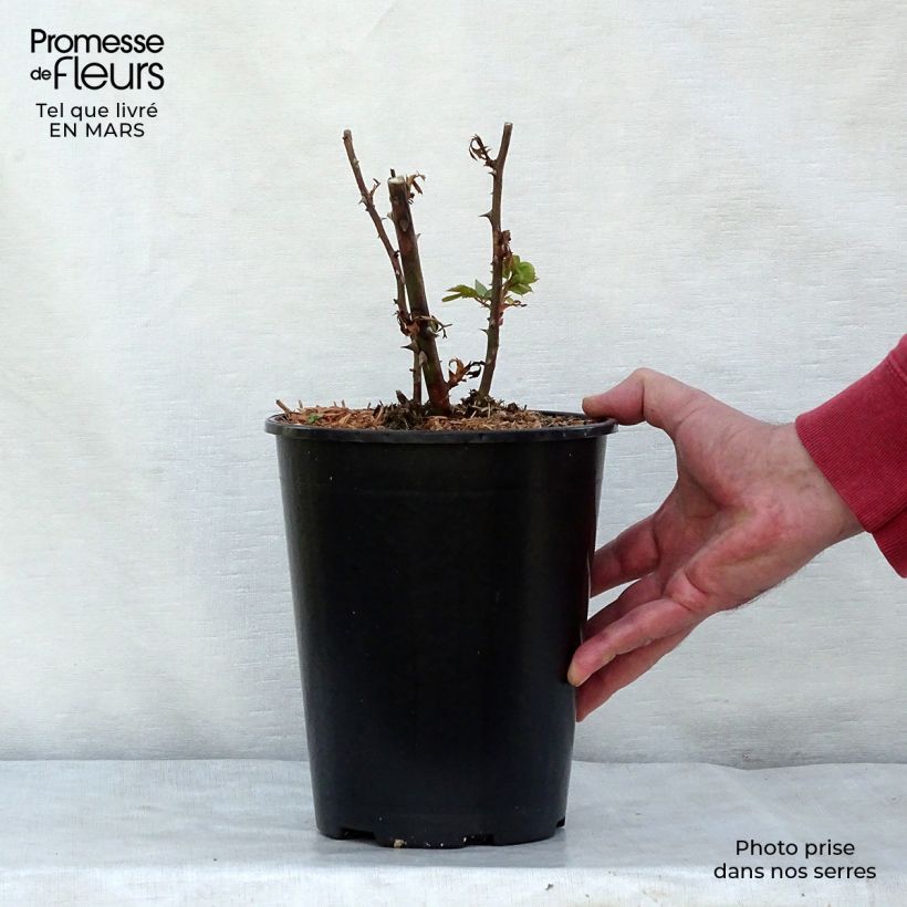 Example of Rosier grimpant Pink Cloud Pot de 4L/5L as you get in printemps