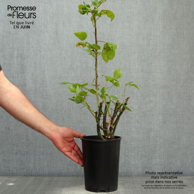 Example of Rosier grimpant Pirate Pot de 4L/5L as you get in printemps
