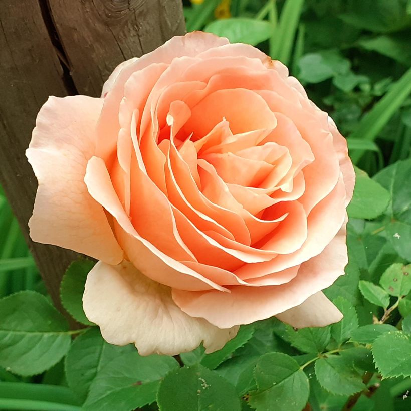 Rosier grimpant Polka (Flowering)