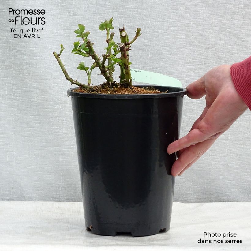 Example of Rosier grimpant Polka Pot de 4L/5L as you get in printemps