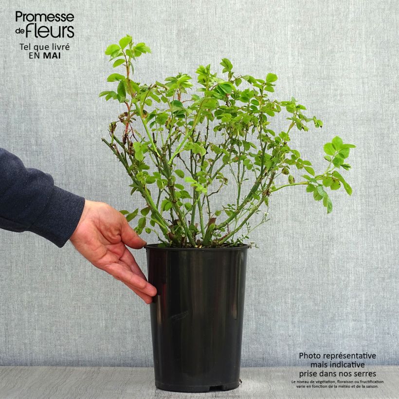 Example of Rosier grimpant Rambling Rosie Pot de 4L/5L as you get in printemps