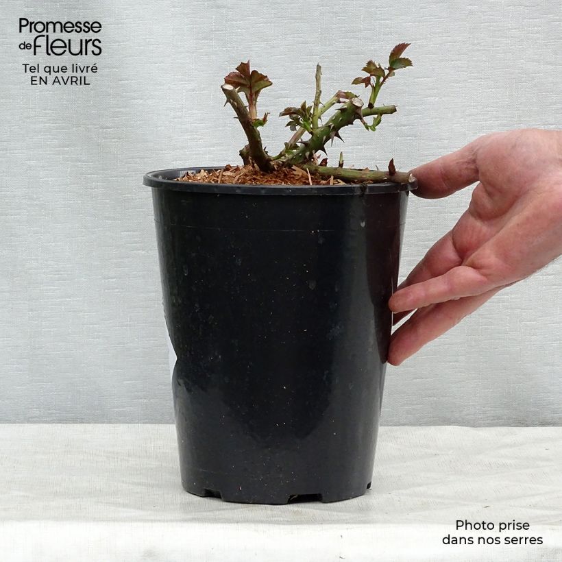 Example of Rosier grimpant Rosarium Uetersen Pot de 4L/5L as you get in printemps