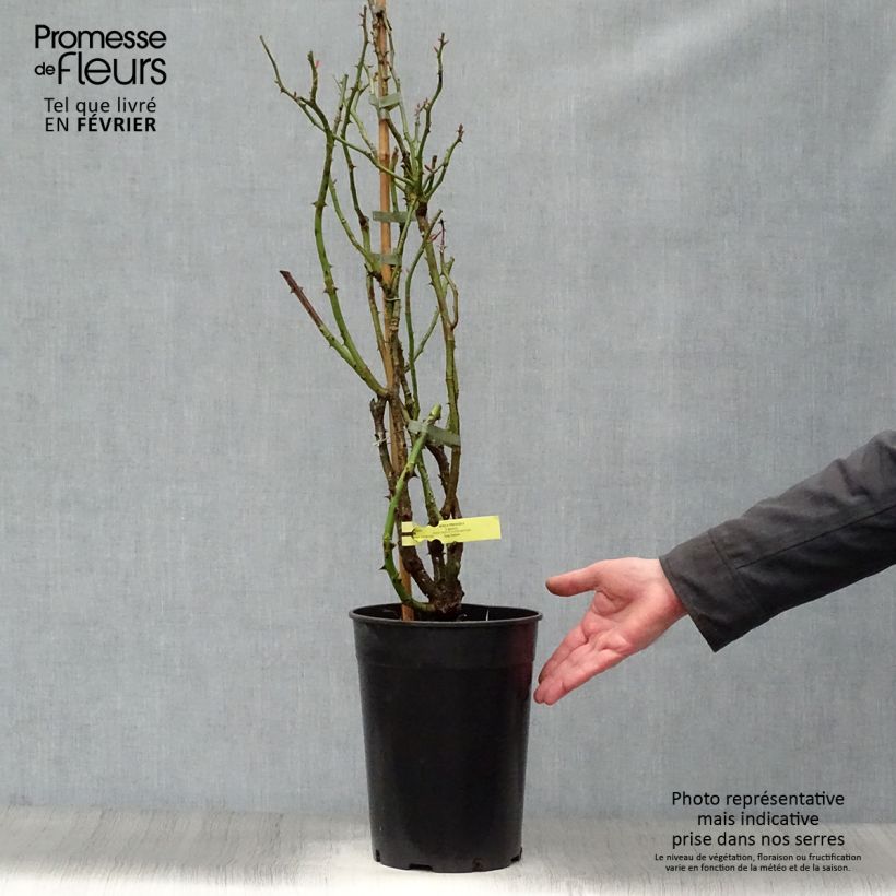 Example of Rosier grimpant Rose de Perouges Laperou Pot de 4L/5L as you get in hiver