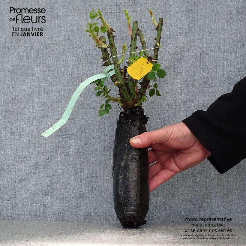 Example of Rosier grimpant Rose de Tolbiac Racines nues en motte as you get in hiver