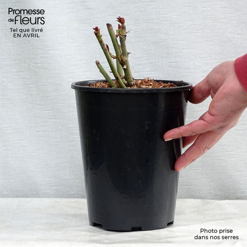 Example of Rosier grimpant Schneewalzer Pot de 4L/5L as you get in printemps