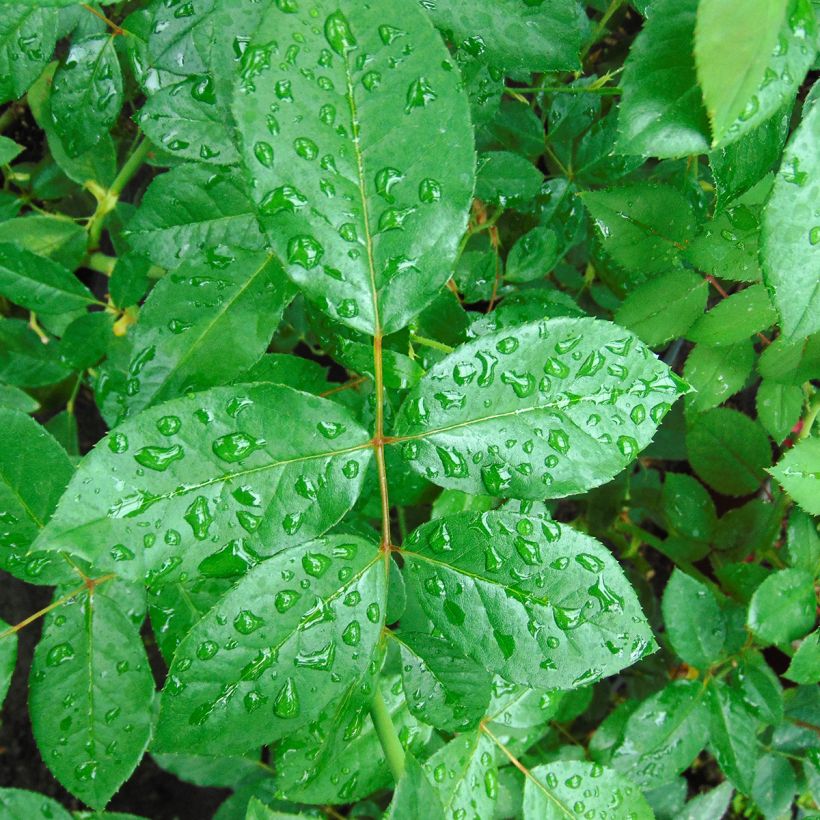 Rosier grimpant Schneewalzer (Foliage)