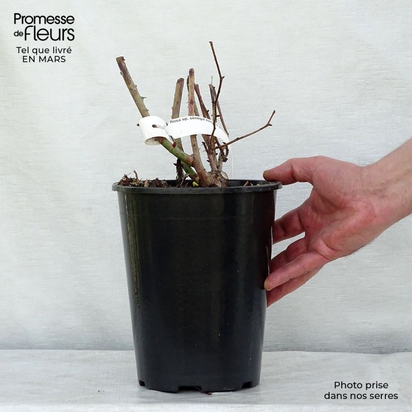 Example of Rosier grimpant Sénégal Pot de 4L/5L as you get in printemps