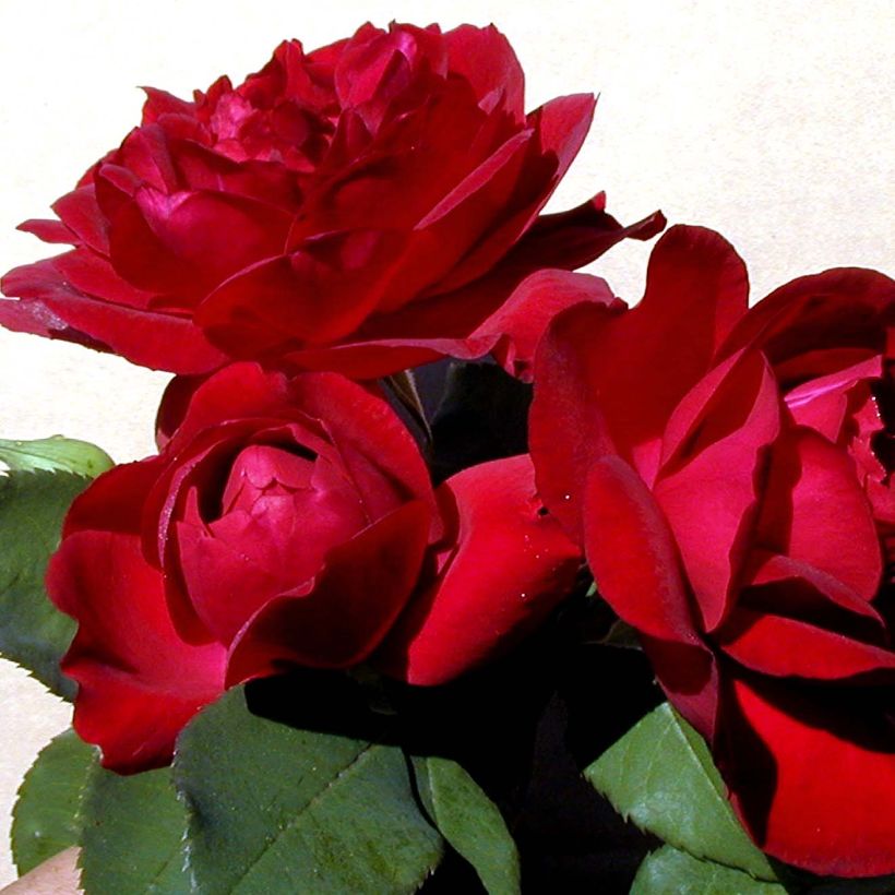 Rosier grimpant Sénégal (Flowering)