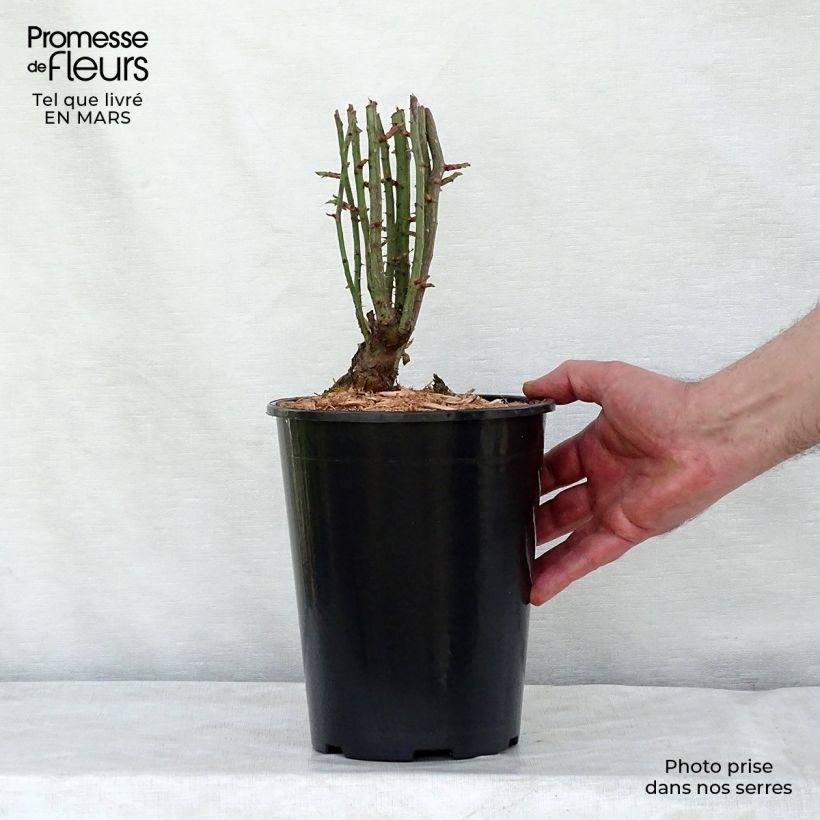 Example of Rosier grimpant Seven Sisters Rose Pot de 4L/5L as you get in printemps