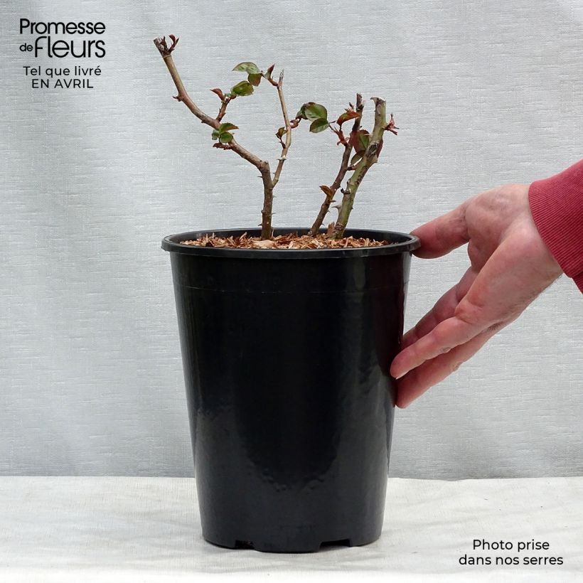 Example of Rosier grimpant Shining Beauty Pot de 4L/5L as you get in printemps