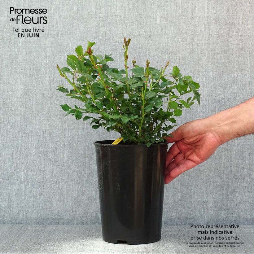 Example of Rosier grimpant Siluetta Crimson Pot de 4L/5L as you get in printemps