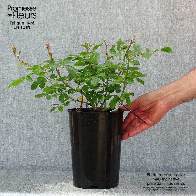 Example of Rosier grimpant Siluetta Lavender Pot de 4L/5L as you get in printemps