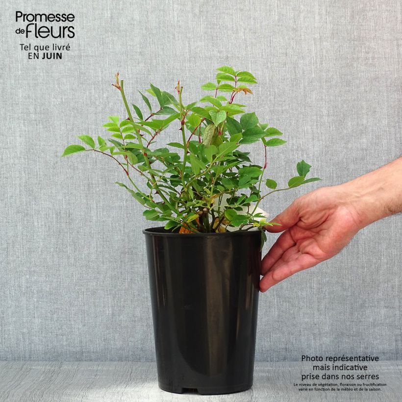Example of Rosier grimpant Siluetta Romantic Pot de 4L/5L as you get in printemps