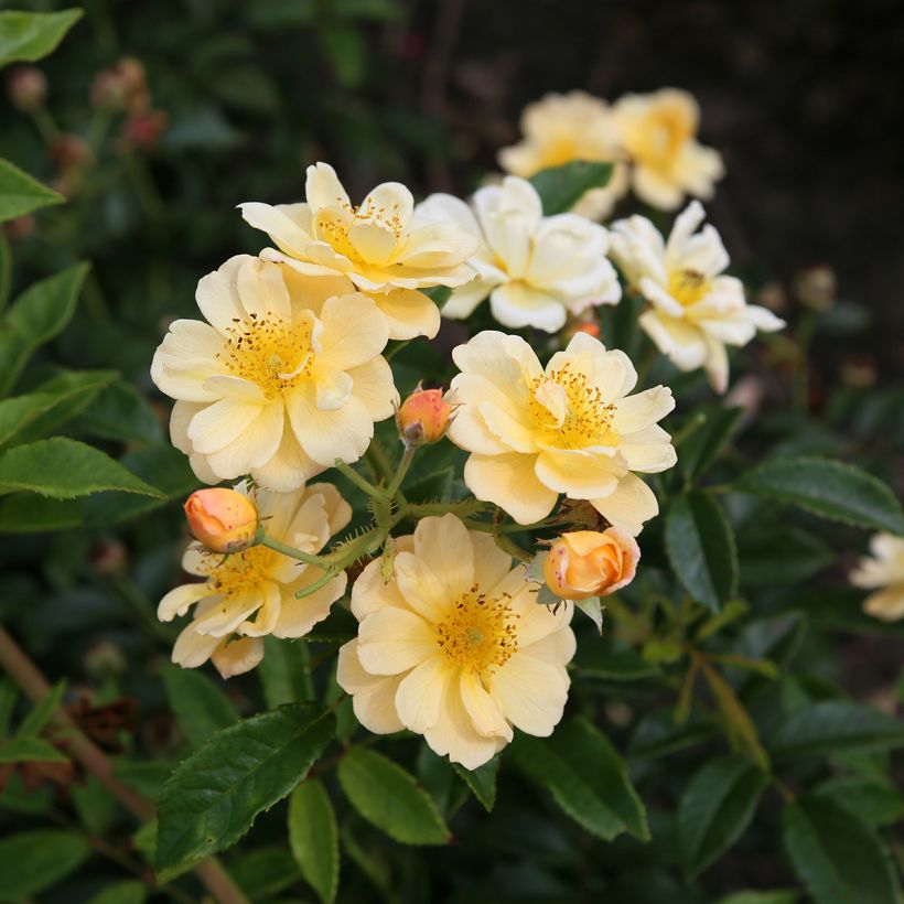 Rosier grimpant Siluetta Sunny (Flowering)