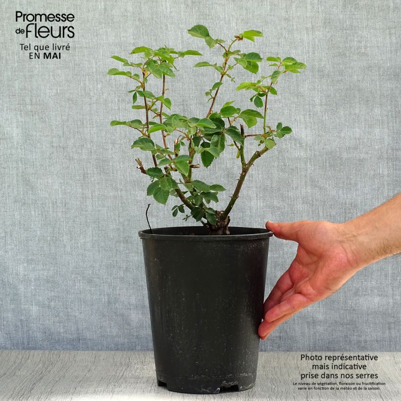 Example of Rosier grimpant Sympathie Pot de 4L/5L as you get in printemps