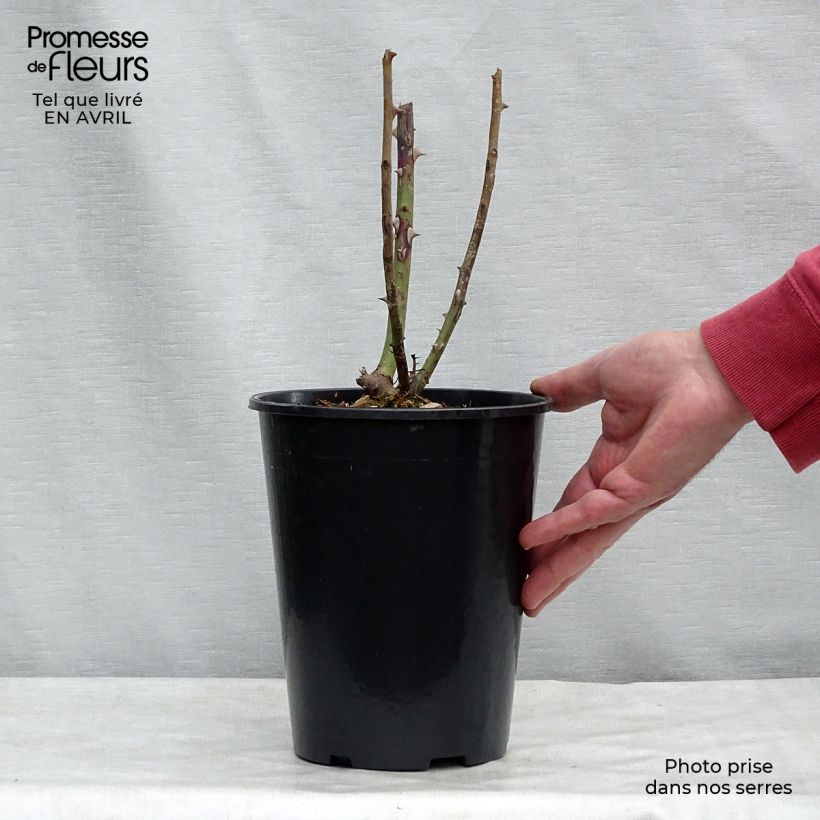 Example of Rosier grimpant That's Jazz Pot de 4L/5L as you get in printemps