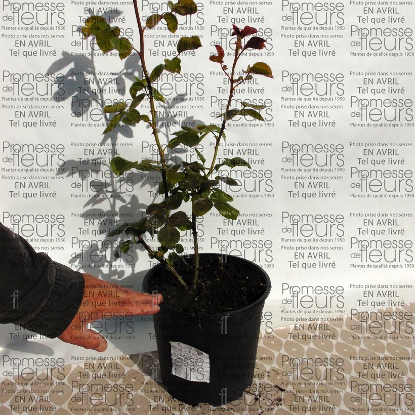 Exemple de spécimen de Rosier grimpant Times Past Pot de 4L/5L tel que livré