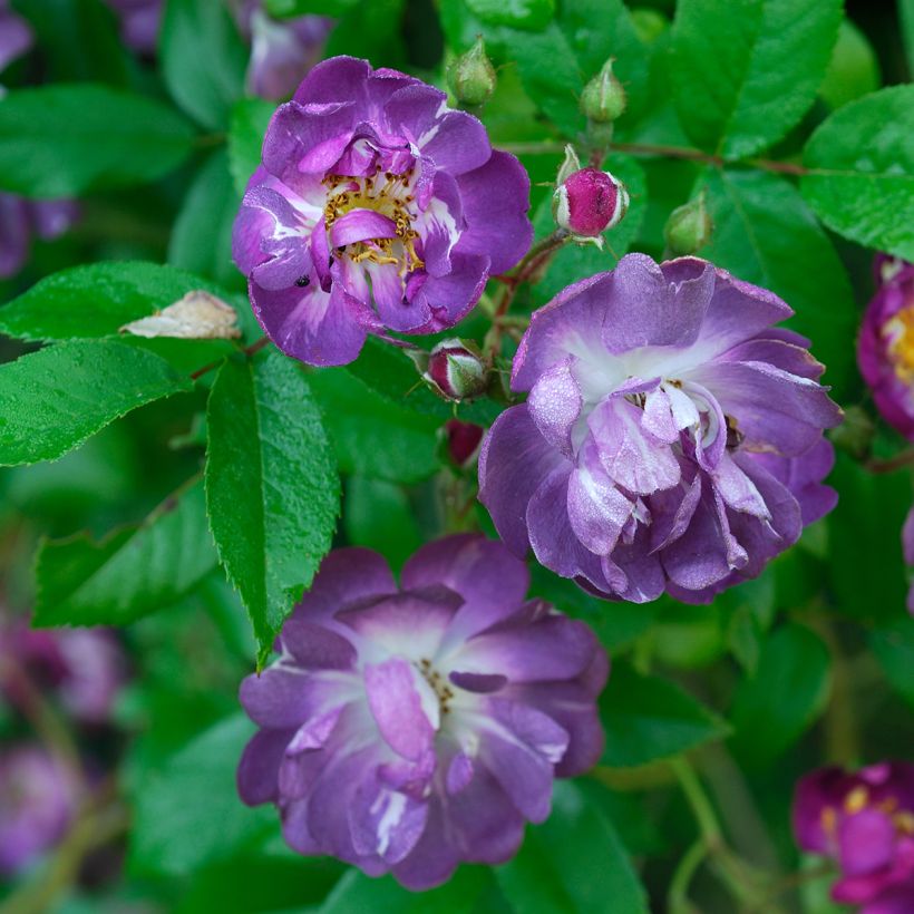 Rosier grimpant Veilchenblau (Flowering)