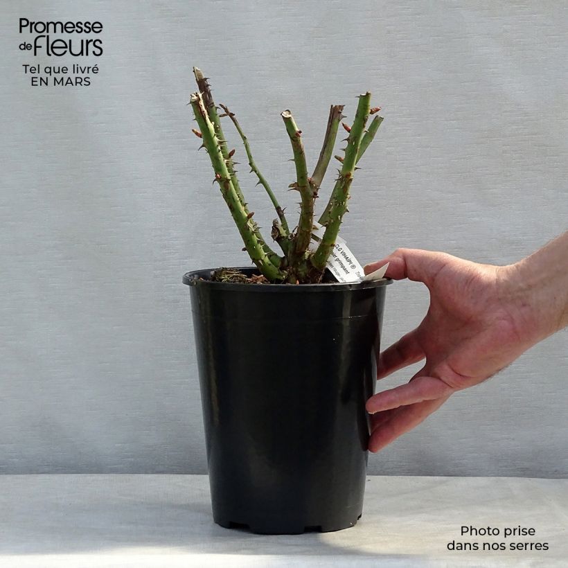Example of Rosier grimpant Vihaïpi Pot de 4L/5L as you get in printemps
