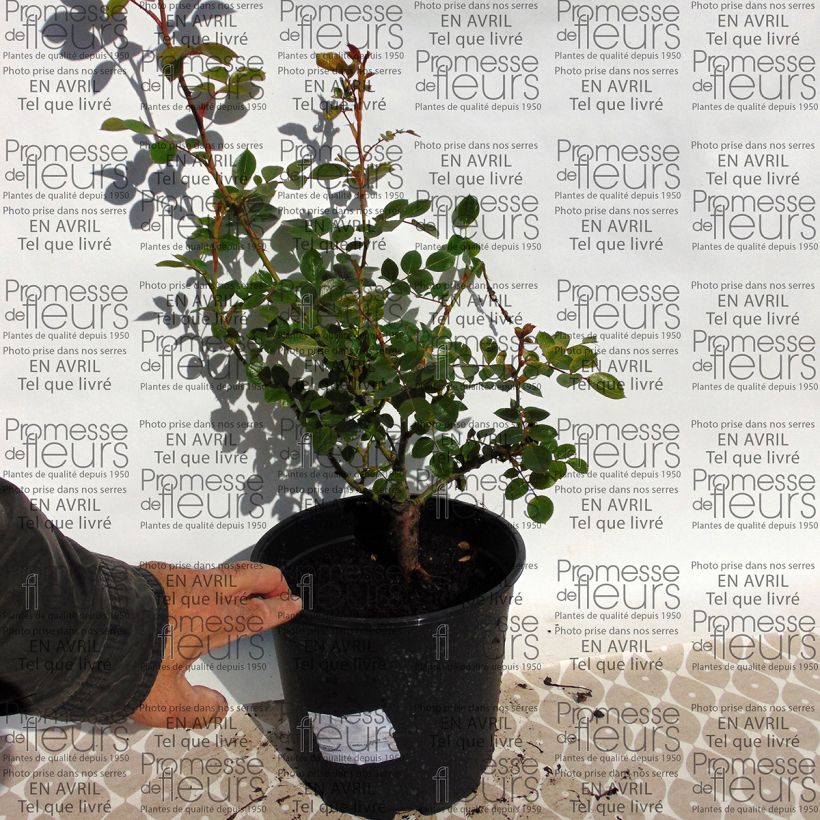 Exemple de spécimen de Rosier grimpant Waltz Pot de 4L/5L tel que livré