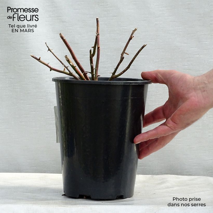 Example of Rosier grimpant White New Dawn Pot de 4L/5L as you get in printemps