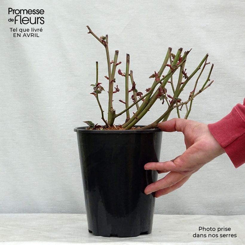 Example of Rosier grimpant Zephirine Drouhin Pot de 4L/5L as you get in printemps