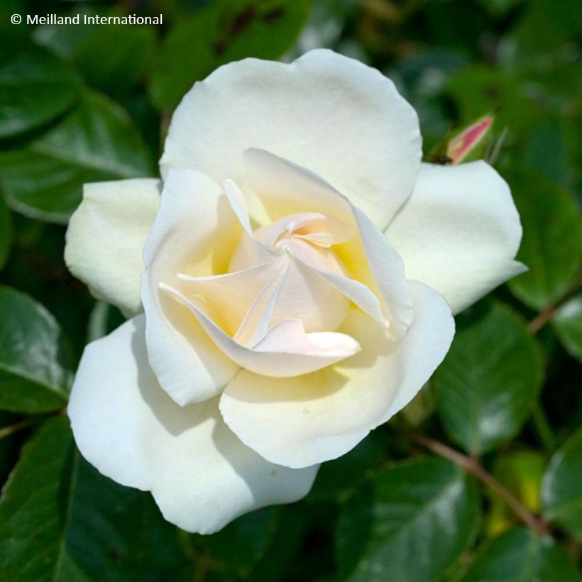 Rosier grimpant liane Jean Honoré Mus (Floraison)