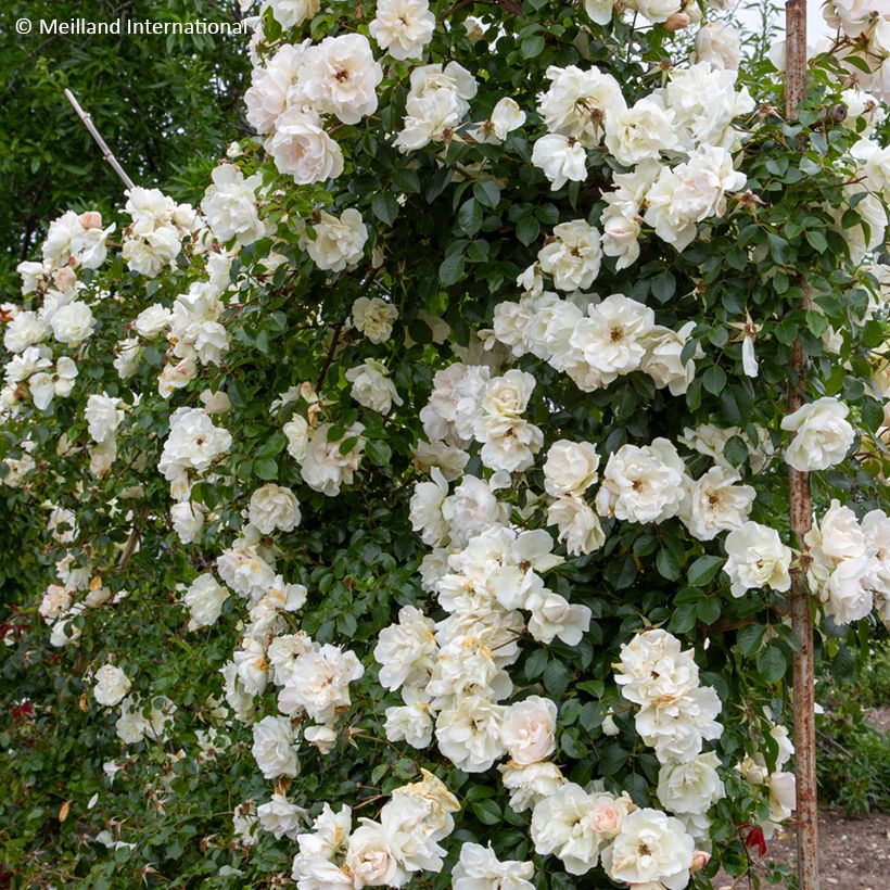 Rosier grimpant liane Jean Honoré Mus (Port)
