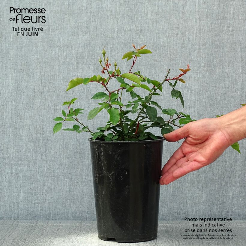 Spécimen de Rosier liane Adélaïde d’Orléans Pot de 4L/5L tel que livré au printemps