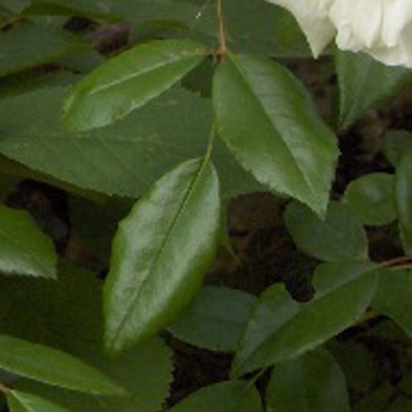 Rosier liane Albéric Barbier (Foliage)