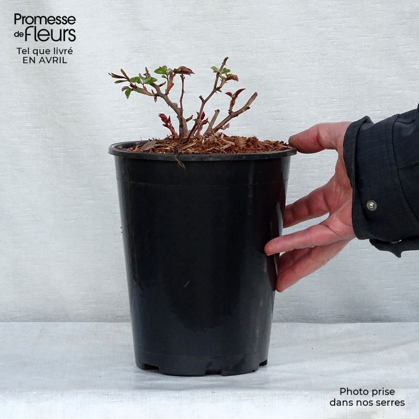 Example of Rosier liane Albéric Barbier Pot de 4L/5L as you get in printemps