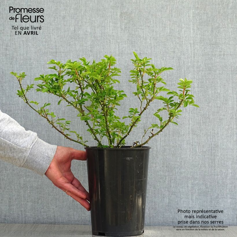 Example of Rosier liane Blush Rambler - Rose ancienne Pot de 4L/5L as you get in printemps