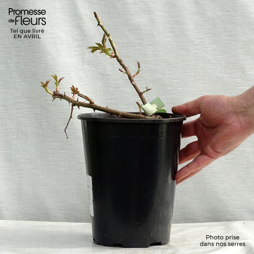 Example of Rosier liane Bobbie James Pot de 4L/5L as you get in printemps