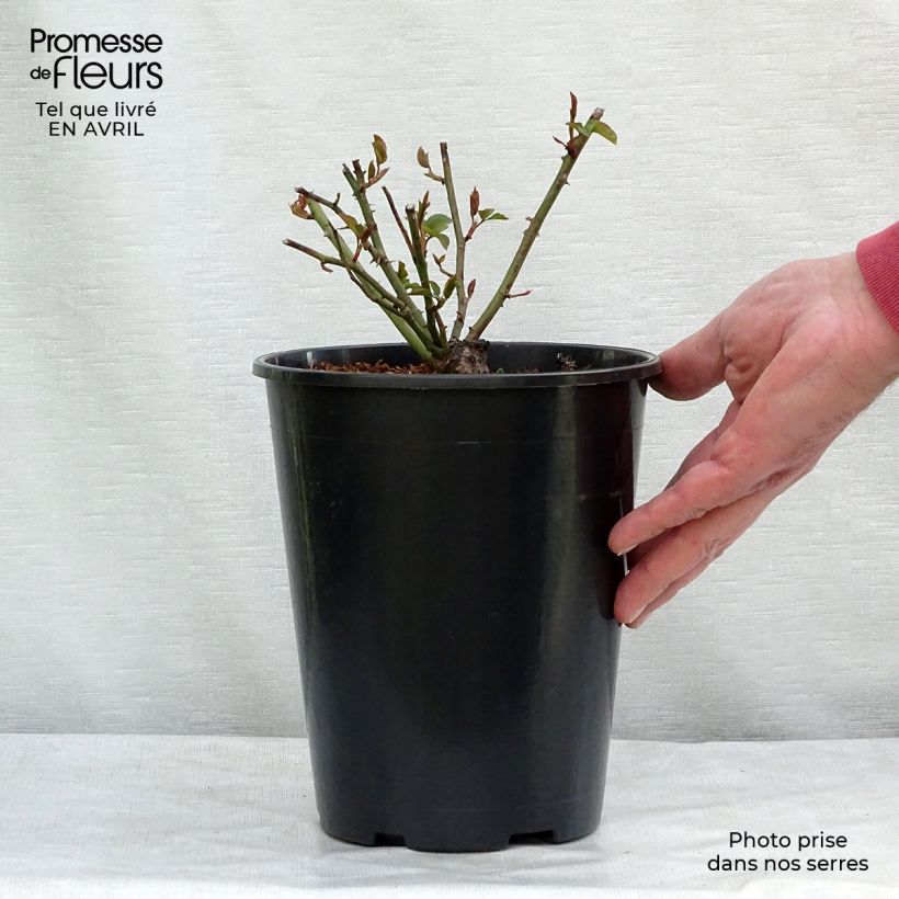 Example of Rosier liane Félicité et Perpétue Pot de 4L/5L as you get in printemps