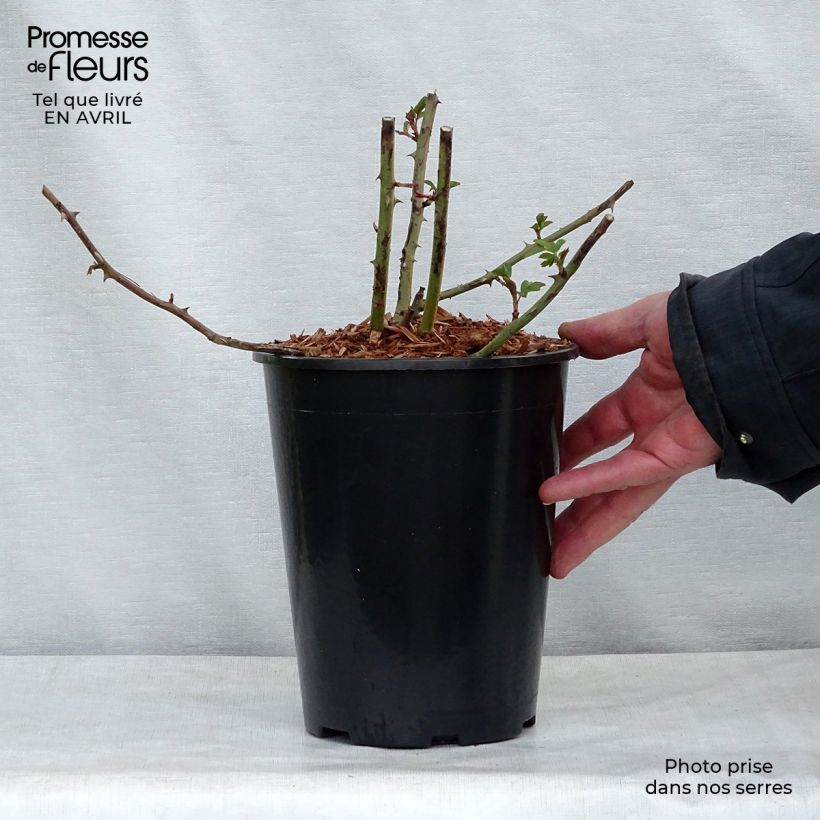 Example of Rosier liane Francis E Lester Pot de 4L/5L as you get in printemps
