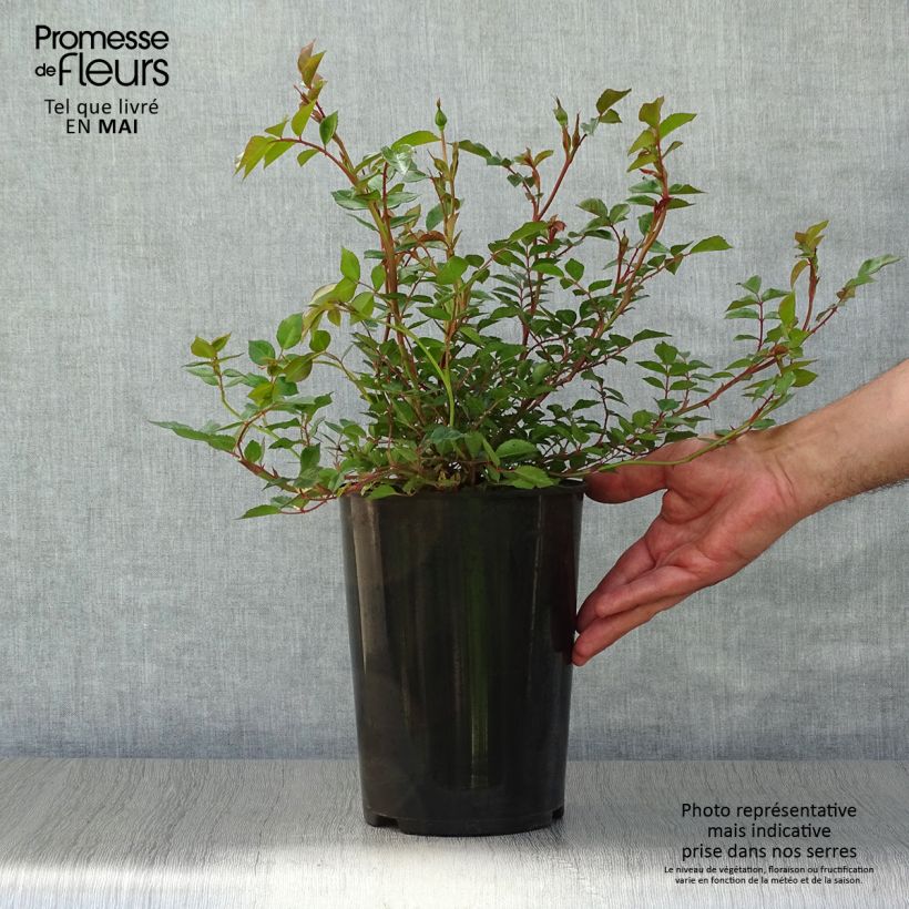 Example of Rosier liane François Juranville Pot de 4L/5L as you get in printemps