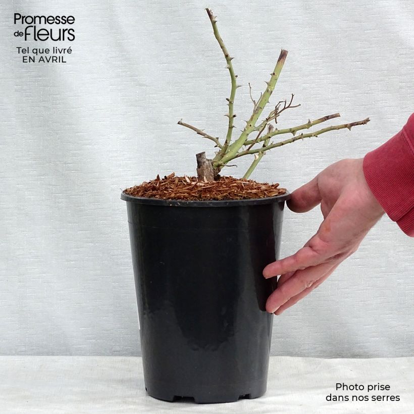 Example of Rosier liane Kew Rambler Pot de 4L/5L as you get in printemps