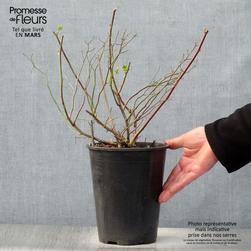 Example of Rosier liane Maria Lisa Pot de 4L/5L as you get in printemps