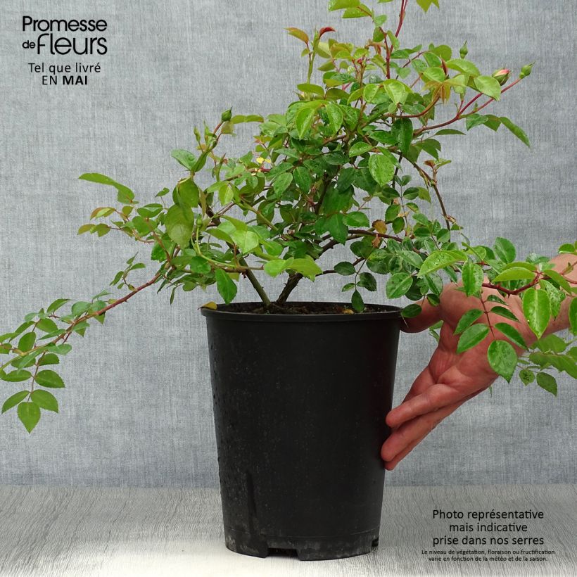 Example of Rosier liane Paul Noel Pot de 4L/5L as you get in printemps