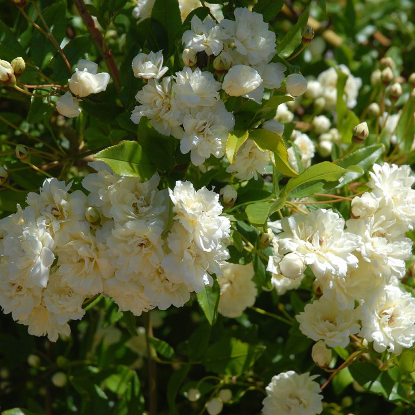 Rosier liane Paul's Himalayan Musk (Feuillage)