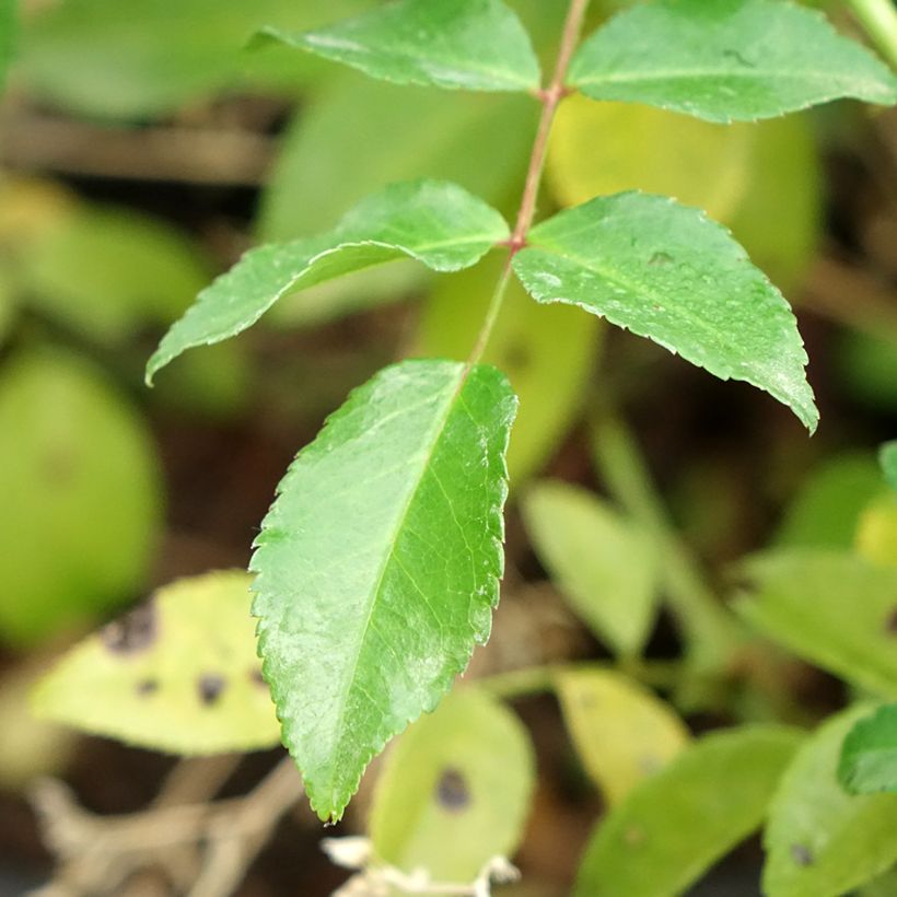 Rosier liane Sander's White Rambler (Foliage)