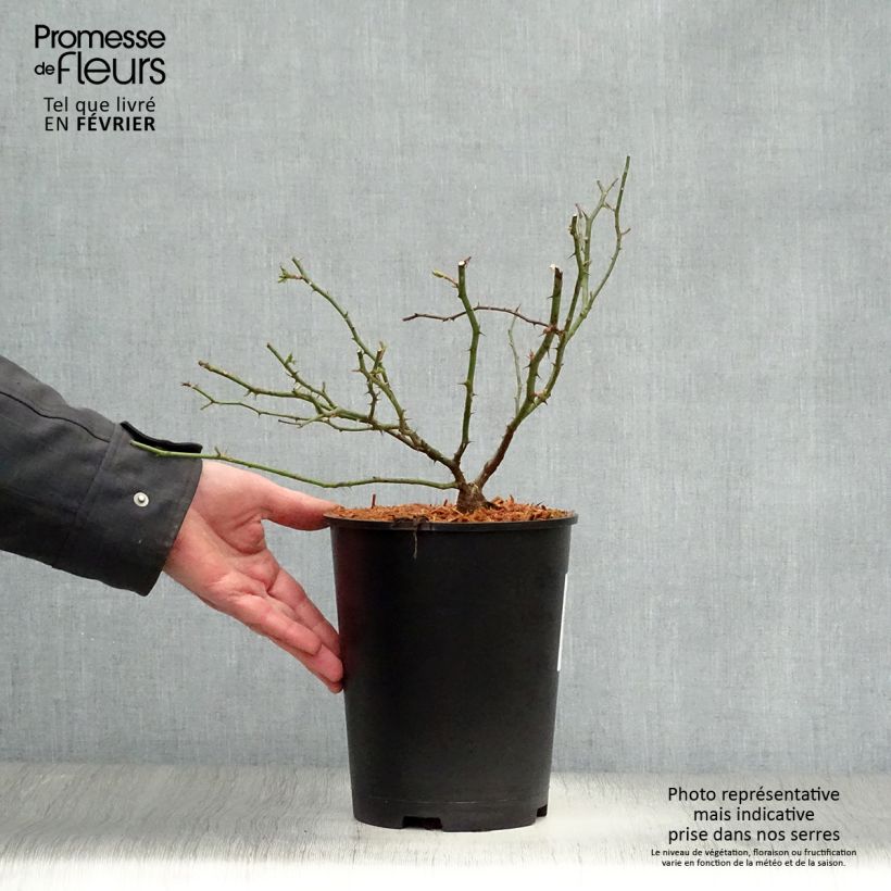 Example of Rosier liane Sander's White Rambler Pot de 4L/5L as you get in hiver