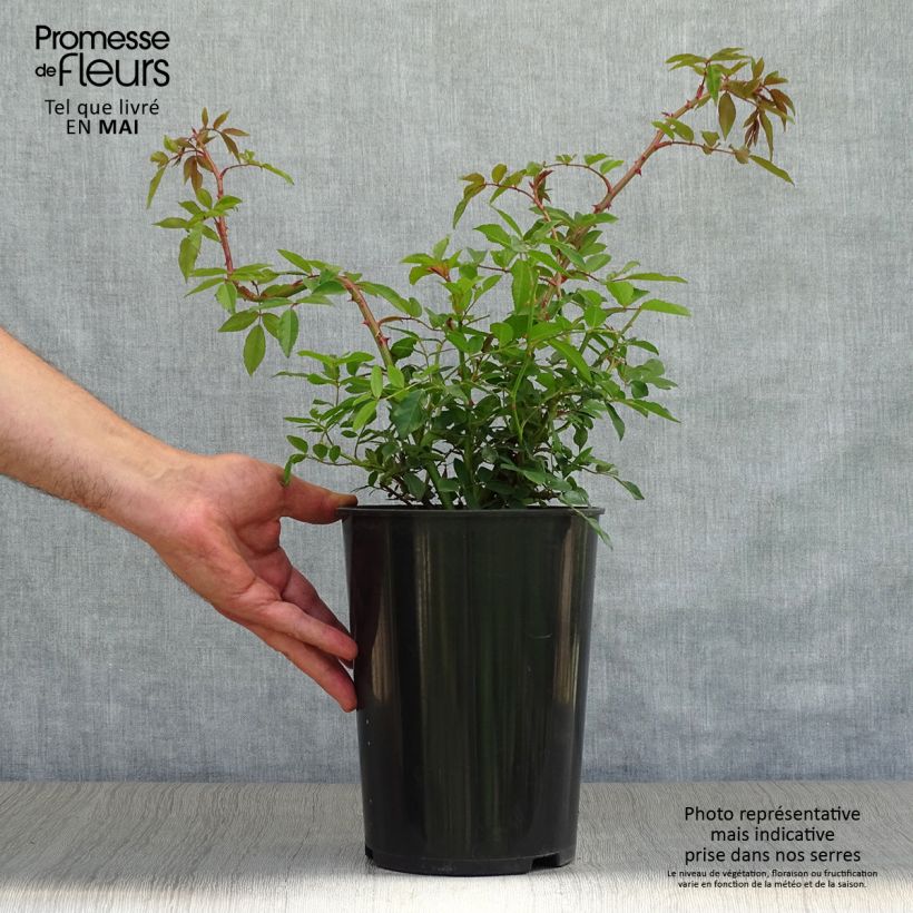 Spécimen de Rosier liane Wedding Day Pot de 4L/5L tel que livré au printemps