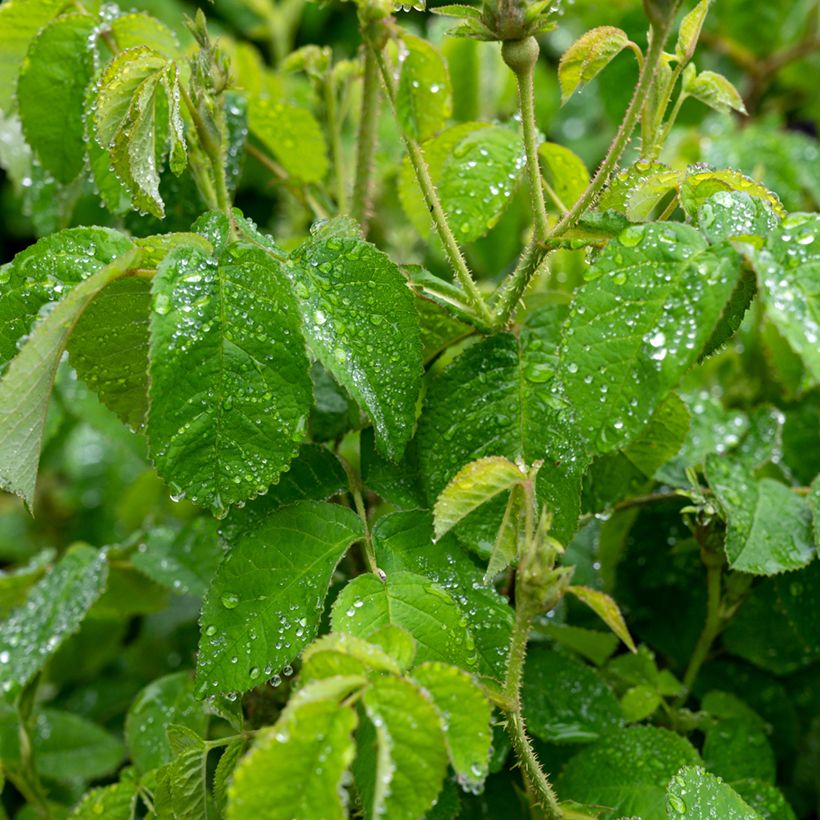 Rosier liane banksiae Purezza (Feuillage)