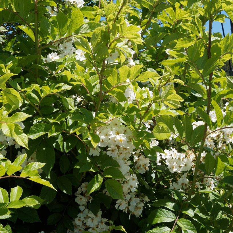 Rosier liane filipes Kiftsgate (Foliage)