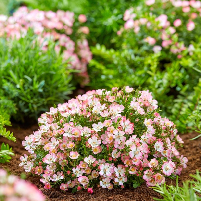 Rosier miniature Cutie Pie (Plant habit)