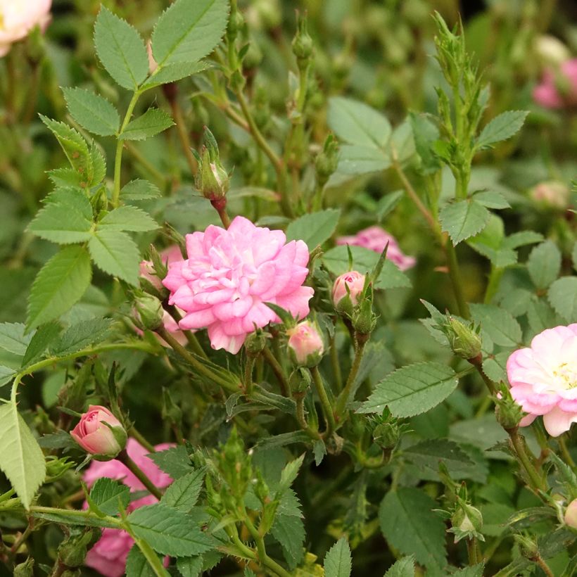 Rosier miniature Galaxy Naos (Floraison)