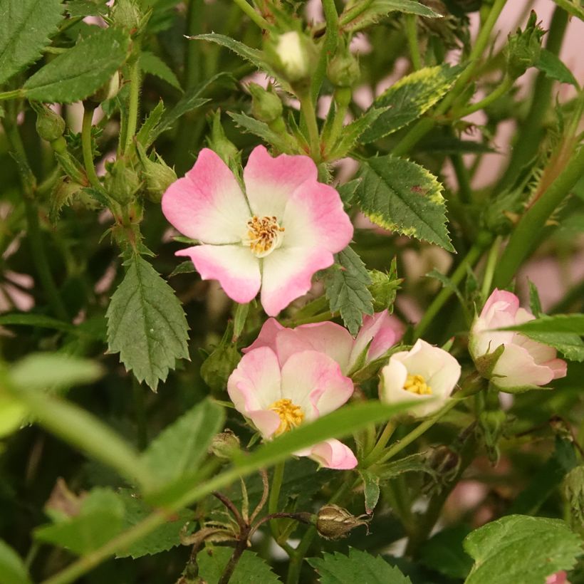 Rosier miniature Galaxy Vega (Floraison)