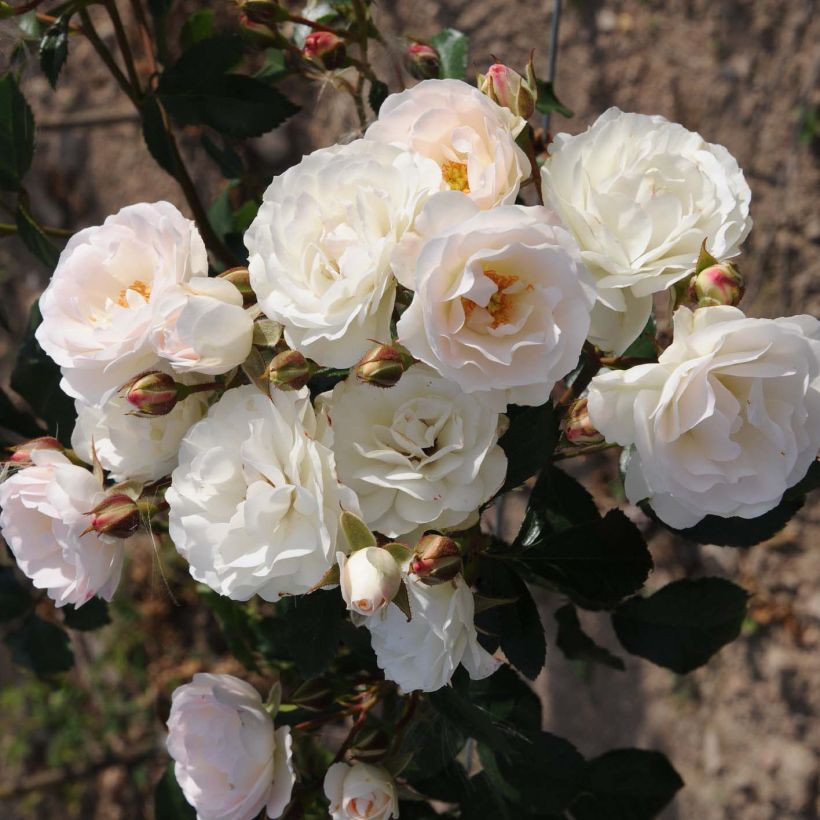 Rosier nain Bordure Blanche (Flowering)